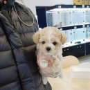 바나개 강아지 고양이 마포점 이미지