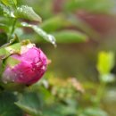 촉촉이네 이미지