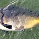 푸르댕댕 이미지