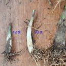 시우네농장 이미지