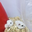 펫엔글라이더 이미지