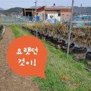 경주시 농업기술센터 남부사업소 | 경주농기계임대사업소 미니포크레인 임대 블루베리농장 평탄작업 경주농업기술센터
