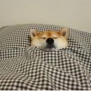 시골큰집