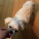 호두네점빵 | 강아지 수제간식 / 우리 댕댕이 맛있는 육포간식 구매해본 후기 / 호두네점빵