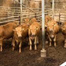 한우 뱅크축산 이미지