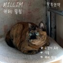 밀림식당 | 부산대 카페 밀림, 집사들 다 모여라