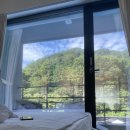 비다펠리스 이미지