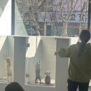 안산 포켓멍센터 | 봉사활동 후기