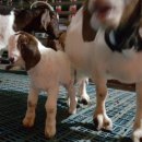 명품염소농장 이미지