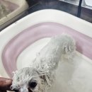 쁘니애견 이미지