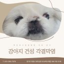 만성 | [안과] 건성 각결막염(KCS) 치료 후기 (feat. 만성 각막궤양)