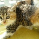 서원동-11 이미지