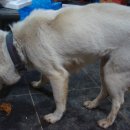 명월일기 이미지