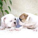 금동수퍼