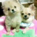 똥강새이 이미지