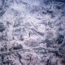 함안 용산리 함안층 새발자국화석 산지 이미지