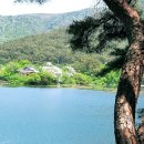 자은 이팝나무 가로수길 | 5월밀양가볼만한곳 밀양위양지 이팝나무꽂 개화상태 ?