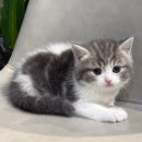 고양이입양소 이미지