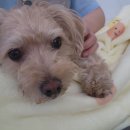 뽀뽀뽀하개 이미지