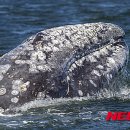 러시아에서 발견된 서태평양 귀신고래 이미지