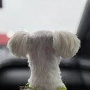 유지네 애견미용샵 | 양평 멍쉘통통, 양평애견미용 &amp; 양평애견호텔 디자인컷 후기 (양평읍애견미용 추천)