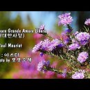 Amore gramde amore libero(위대한사랑) ~ 폴 모리아 이미지