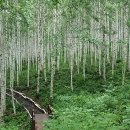 자작나무쉼터 이미지