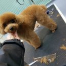 그루밍 캐나다 이미지