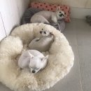 돈까스날다 | 돈까스가 몇번 등장할까요