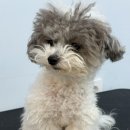 애견미용 | 진주애견미용 후기｜우리 젤리 귀툭튀 미용 너무 예뻐서 자랑해요