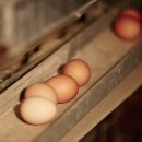 초원축산 이미지