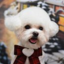 호빵펫살롱 이미지