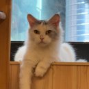 집사의하루 연남점 이미지