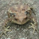 금두꺼비 이미지