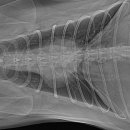 동물병원 All Pets 이미지