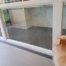 멍멍아학교가자 (대명점) 이미지