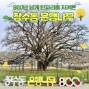 은행나무숲 주차장 부근 | 인천 장수동 800년 넘은 은행나무 &amp; 🏞️인천대공원 동문...공영주차장 및 인천대공원 동문 주차장 정보🚘