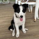 강아지맛집 이미지