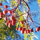 한겨울 팥배나무 열매와 돌감 이미지