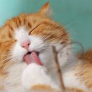 현대 강아지＆고양이 이미지