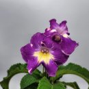 모니아(MONIA) 이미지