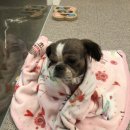 온양애견미용 이미지