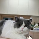 그랜비캐터리 네이버블로그