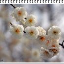 청량산의 봄 이미지