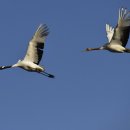 학-비상 이미지