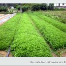 민들레약국 이미지