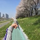 새솜 | 앵무새 벚꽃 산책 후기 (+외출 시 주의사항)😍