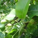 돌배나무집민박 이미지