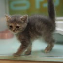 성지동물병원 이미지