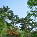 청솔매 | 창경궁나들이, 초등역사수업 사랑팀 뭉치는 날~